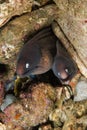 Pair of white-eyed moray eels in Ambon, Maluku, Indonesia underwater photo