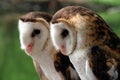 Pair of white-faced owls