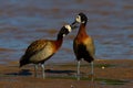 Pair of White-faced Whistling Ducks grooming.