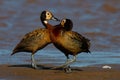 Pair of White-faced Whistling Ducks.