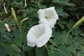 Pair of flowers of Datura innoxia Royalty Free Stock Photo