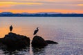 Two herons, silhouetted at sunset Royalty Free Stock Photo
