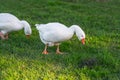 White geese walking on green grass Royalty Free Stock Photo