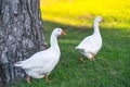 Pair of white geese walking on green grass Royalty Free Stock Photo