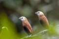 A pair of white headed Estrildidae sparrows or estrildid finches perched on a power line swaying in the wind