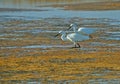 Pair of white herons