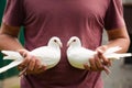 A pair of white homing messenger pigeon in strong male hands