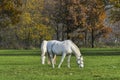 Pair of white horses grazing in the fields