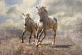 A pair of white horses
