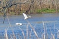 A Pair of White Ibis in Flight Over a Bayou