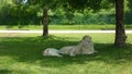 Pair of white lions resting in tree shade