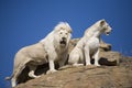 White Lion male and female on the lookout Royalty Free Stock Photo