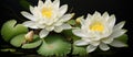 Pair of white lotus flowers green leaves on black background Royalty Free Stock Photo