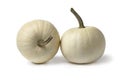 Pair of white Lumina pumpkins Royalty Free Stock Photo
