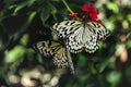 Pair of White Monarch butterflies on a red flower with green leaves in the blurred background