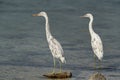 A pair of white morphed Western reef heron alert for fishing at Busaiteen coast, Bahrain. A highkey image Royalty Free Stock Photo