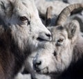 Pair of white mountain goats Royalty Free Stock Photo