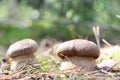 Pair of white mushrooms close-up Royalty Free Stock Photo