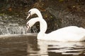 Pair of white mute swans Cygnus Olor floating on a lake. Royalty Free Stock Photo