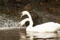 Pair of white mute swans Cygnus Olor floating on a lake. Royalty Free Stock Photo