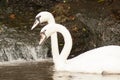 Pair of white mute swans Cygnus Olor floating on a lake. Royalty Free Stock Photo