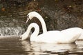 Pair of white mute swans Cygnus Olor floating on a lake. Royalty Free Stock Photo