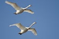 Pair of Mute Swans Flying in a Blue Sky Royalty Free Stock Photo