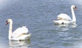 A pair of white Mute Swans swimming majestically in a small Florida lake. Royalty Free Stock Photo