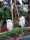 a pair of white owls perched on a tree branch