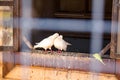 A pair of white pigeons in a dovecote at the temple in Rusinovo