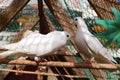 A pair of white pigeons Royalty Free Stock Photo