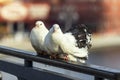 A pair of white pigeons on the loose. Romantic couple, honeymoon. White birds Royalty Free Stock Photo