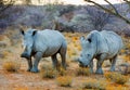 A pair of White Rhino`s in the bush in Namibia both are facing camera Royalty Free Stock Photo