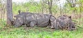 White Rhinos Resting in Kruger Park Royalty Free Stock Photo