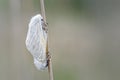 White Satin Moths Mating Discretely