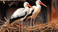 Pair of White Stork birds on a nest during the spring nesting period, Storks in the nest