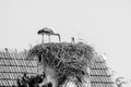 Pair of white storks, Ciconia ciconia, large birds taking care of their nest on a roof top in Ifrane