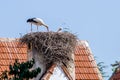 Pair of white storks, Ciconia ciconia, large birds taking care of their nest on a roof top in Ifrane