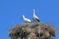 Storks in the nest Royalty Free Stock Photo