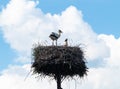 Pair white storks in the nest .