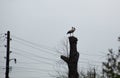 A pair of white storks on a nesting pole on old tree. Stork in countryside. Bird couple. Wild birds nesting. Royalty Free Stock Photo
