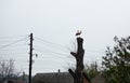 A pair of white storks on a nesting pole on old tree. Stork in countryside. Bird couple. Wild birds nesting. Royalty Free Stock Photo