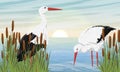 A pair of white storks in the reeds on the shore of a pond or lake. Water birds.