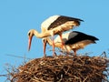 Pair Of White Storks Or Ciconia Ciconia Wih Nest