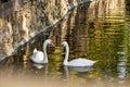 A pair of white swans on a calm pond. Beautiful birds that represent love and mutual understanding in family relationships. Royalty Free Stock Photo