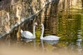 A pair of white swans on a calm pond. Beautiful birds that represent love and mutual understanding in family relationships. Royalty Free Stock Photo