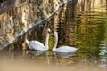 A pair of white swans on a calm pond. Beautiful birds that represent love and mutual understanding in family relationships. Royalty Free Stock Photo