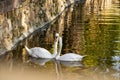 A pair of white swans on a calm pond. Beautiful birds that represent love and mutual understanding in family relationships. Royalty Free Stock Photo