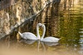 A pair of white swans on a calm pond. Beautiful birds that represent love and mutual understanding in family relationships. Royalty Free Stock Photo