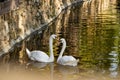 A pair of white swans on a calm pond. Beautiful birds that represent love and mutual understanding in family relationships. Royalty Free Stock Photo